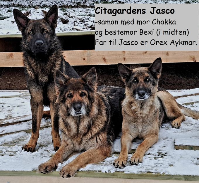 Jasco med Bexi og Chakka
